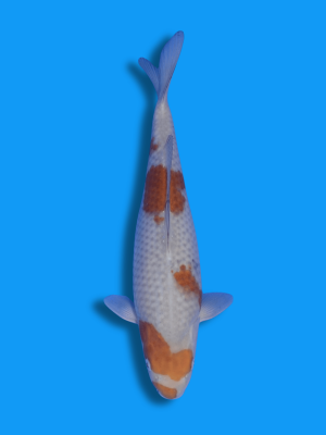 Ochiba Shigure | Koi&Co.